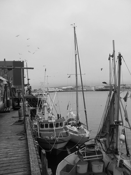 Pouncer am Fischerboot. Hinten Fischfabrik und Möwen. Vardø, Norwegen.