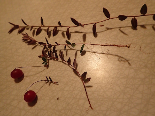 Moosbeeren in Schweden: Form der Beeren, Blätter, Stängel