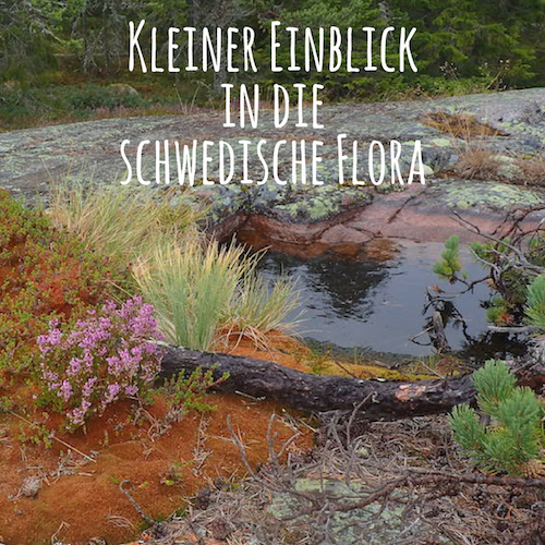 Pflanzen in Schweden / Schwedische Flora