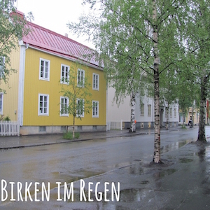 Blogpost: Birken im Regen auf schwedenundso.de