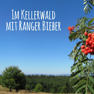 Blogpost: Im Kellerwald mit Ranger Bieber auf schwedenundso.de