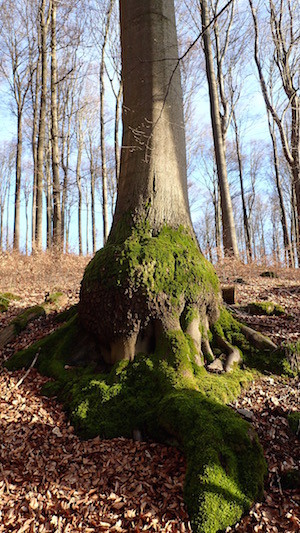 Baum mit moosbewachsener Wurzelknolle