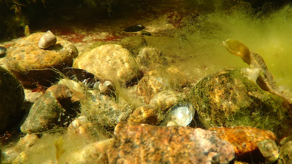 Unterwasseraufnahme: Schnecken und Muscheln