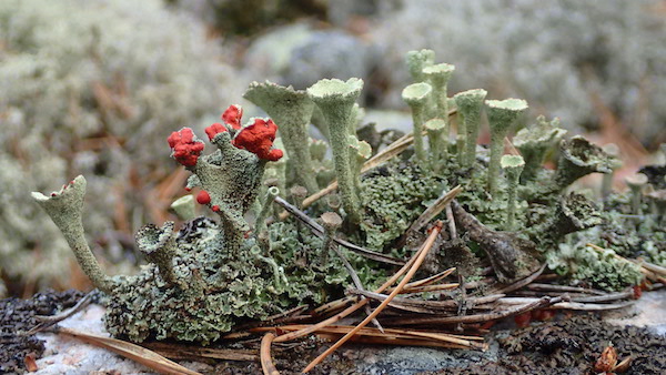 Pflanzen in Schweden - Gedanken zur schwedischen Flora - Schweden und so