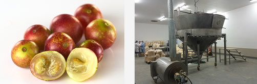 Camu Camu Frucht