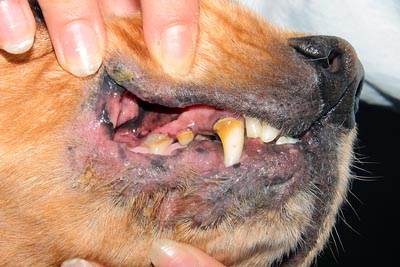 Dermatite atopique chez un chien avec lésions des lèvres