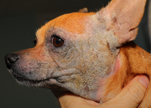Maladie de peau du chien avec photos : Image 1