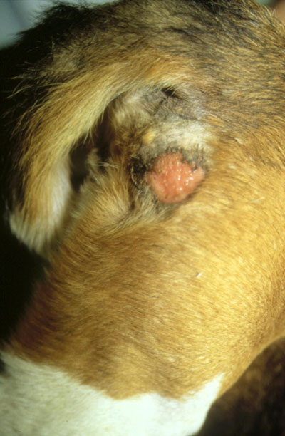 Dermite pyotraumatique sur le côté de la queue