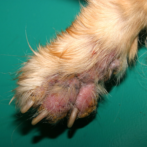 Pododermatite canine