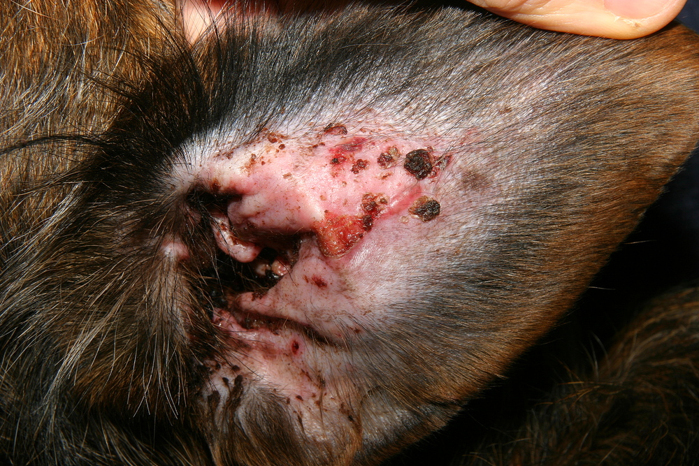Pemphigus foliacé félin