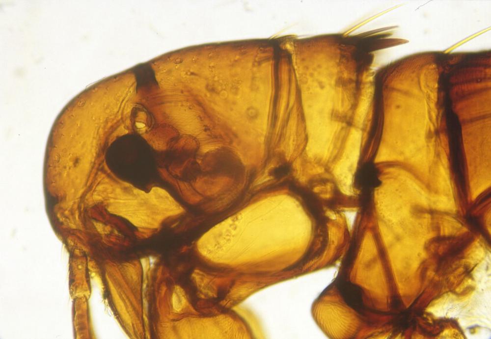 Comment Se Débarrasser Des Puces à L Extérieur Comment Se Debarrasser Des Puces Dans La Maison Ou Un Appartement Consultations En Dermatologie Veterinaire