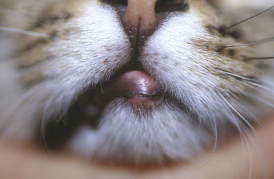 gale du chat photo gale du chat photo