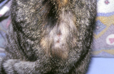 Alopécie dorso-lombaire due à une otacariose disséminée