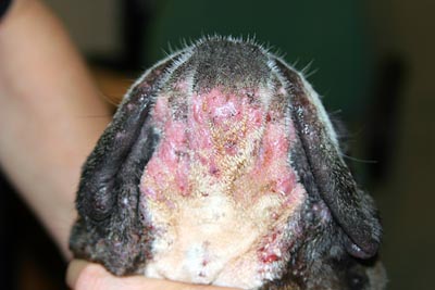 Dermatite atopique chez un chien