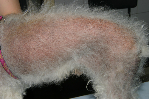 Alopécie diffuse dorsolombaire : L'un des effets secondaires de la cortisone chez le chien