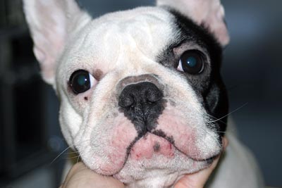 dermatite atopique du chien