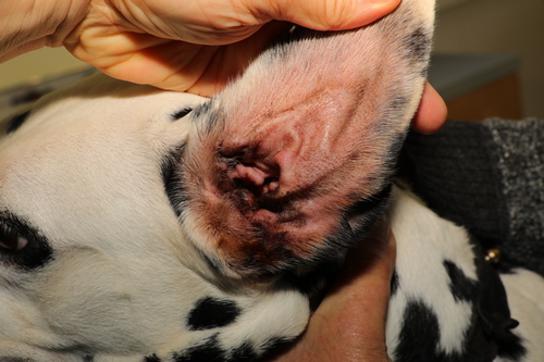 Otite à Malassezia chez un chien