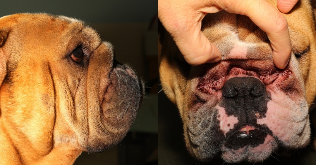 Non aux hypertypes chez le Bouledogue français et autres races canines ainsi que chez le chat !