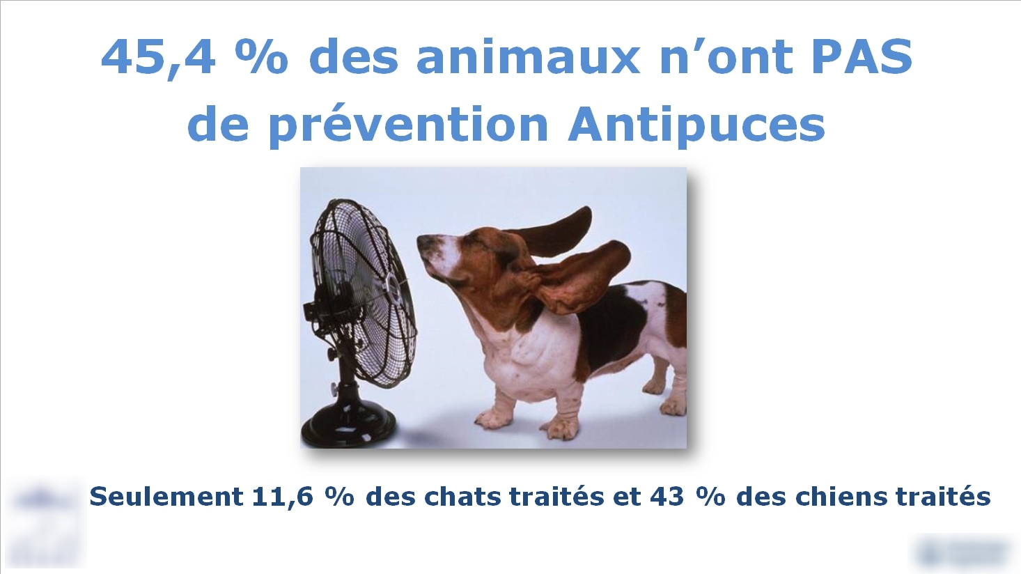 La prévention antipuces chez le chien et le chat