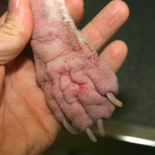 La pododermatite du chien - Consultations en Dermatologie Vétérinaire