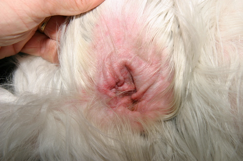 La dermatite atopique est une cause fréquente d'otite chez le chien