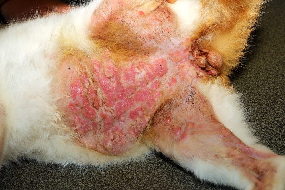 Le Complexe Granulome Eosinophilique (Dermatite Eosinophilique Chat) 