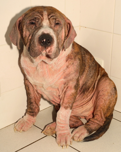 Maladie de peau du chien avec photos : Les 8 affections à connaître absolument en 2023