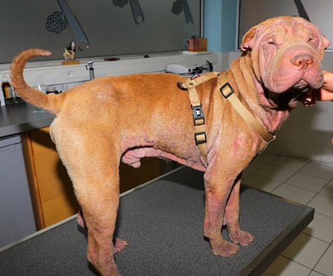 Dermatite chez un chien de race Sharpei