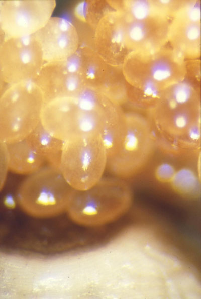 Vue rapprochée des œufs de Dermacentor reticulatus