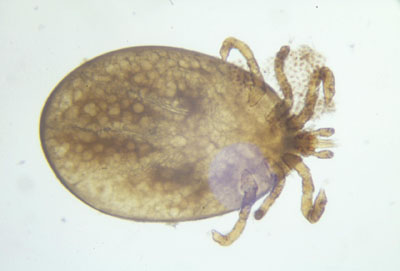 Larve d’Ixodes ricinus