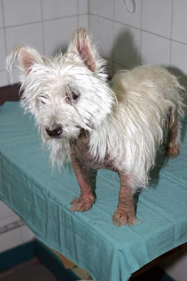 dermatite atopique du chien