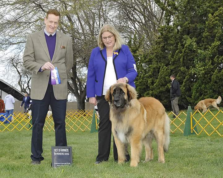 Ganimedes ,Winner dog ,Best of Winners 