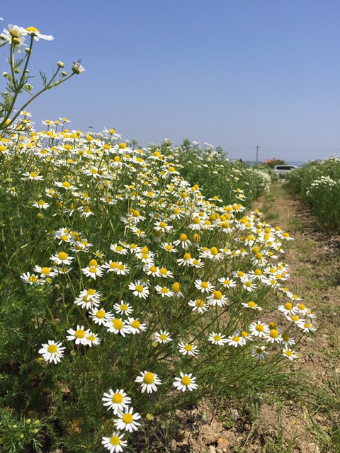 カモミール効果 効能 ハーブ農園リッコ公式ホームページ カモミール効果 効能 ハーブ農園リッコ公式ホームページ