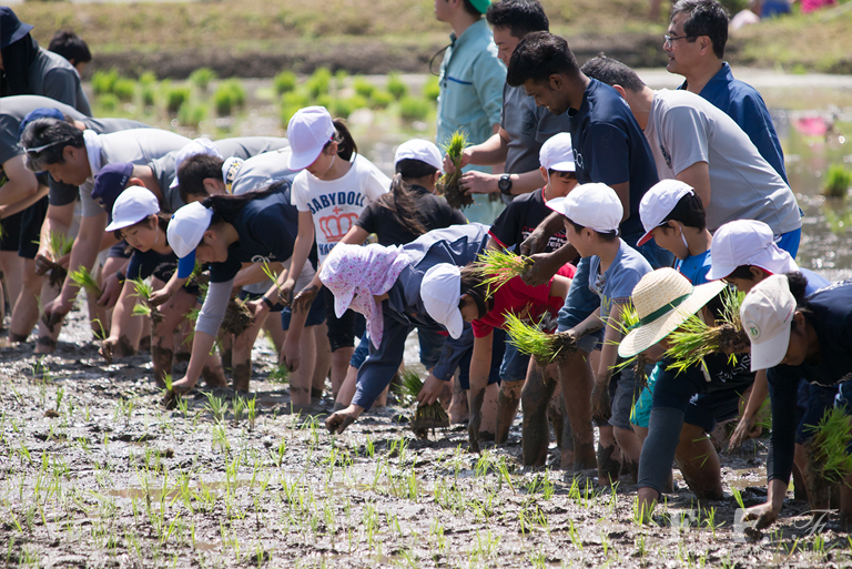 小学生と地元の住民の方による田植え