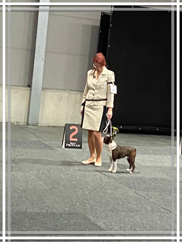 Internationale Hundeausstellung Offenburg 🥳 Zaneta's Love Charlie hat den 2. Platz gemacht 🥳