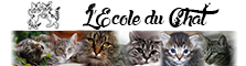 L'Ecole du Chat L'Ecole du Chat