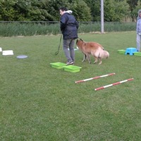 Hondenschool Rotterdam Fun4paws