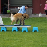 Hondenschool Rotterdam Fun4paws