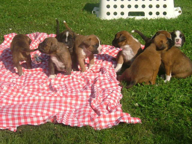 Das erste Picknick im Grünen!