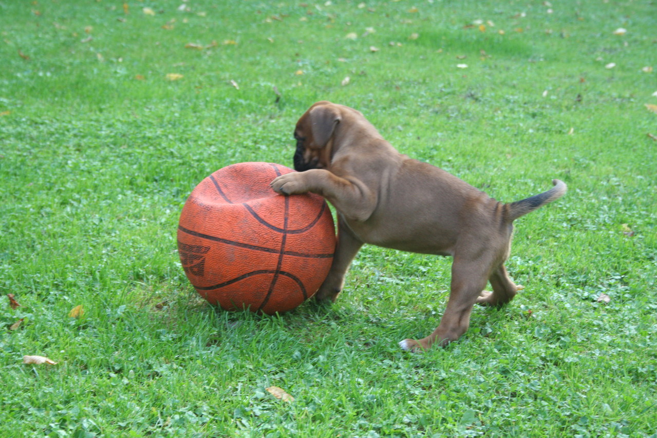 das "Ball - Gen" haben sie alle!