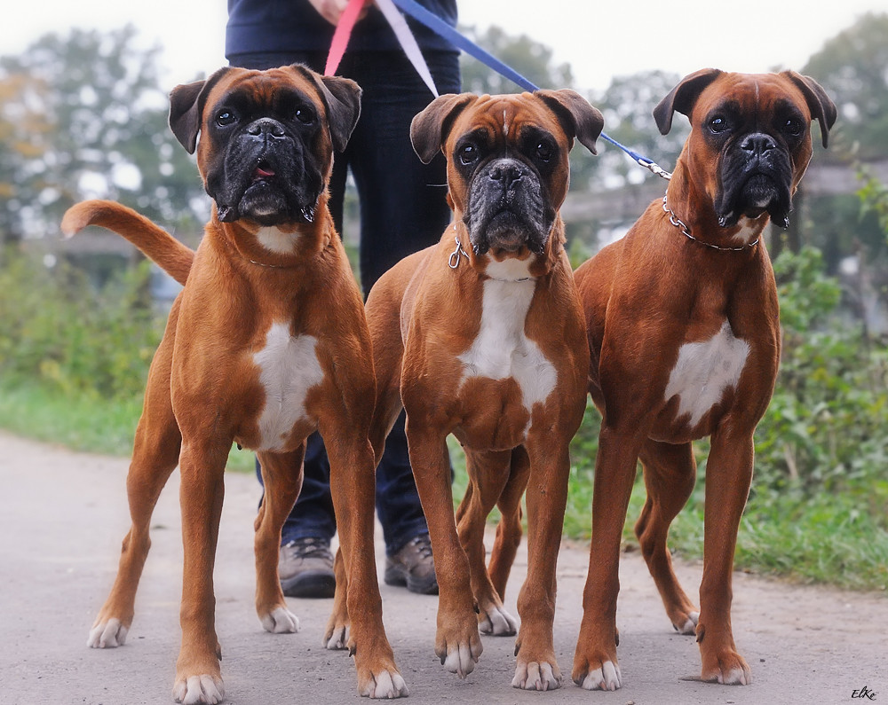 3 Generationen - Brisby, Nuna und Cordis