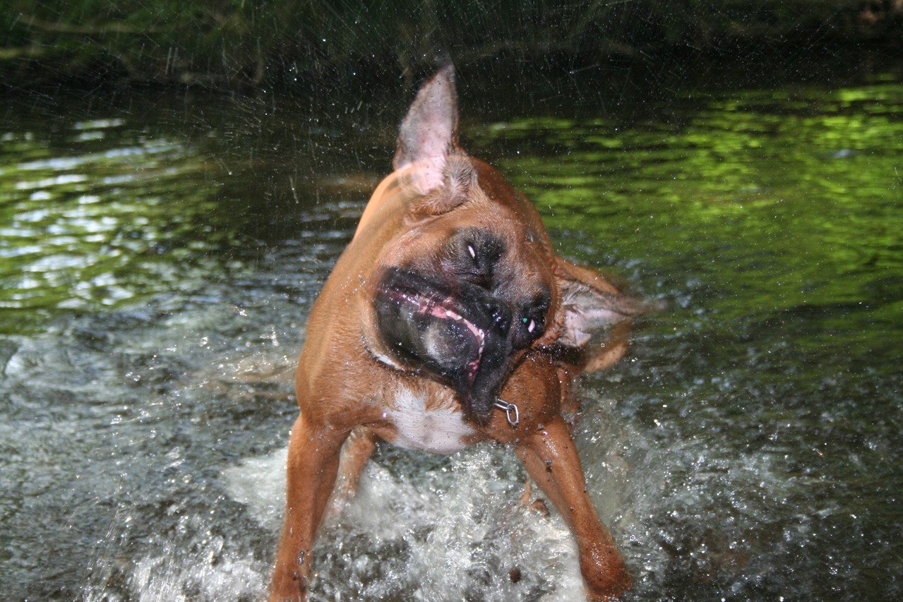 Fledermaus - oder Boxer ???