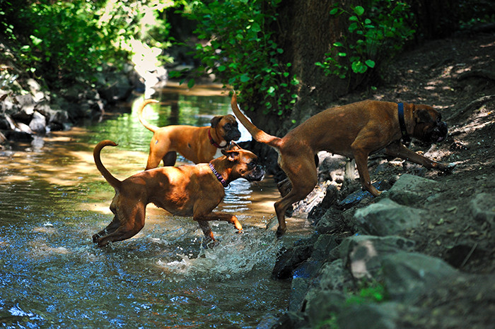 Drei Wasserratten :) Brisby, Nuna, Cordis