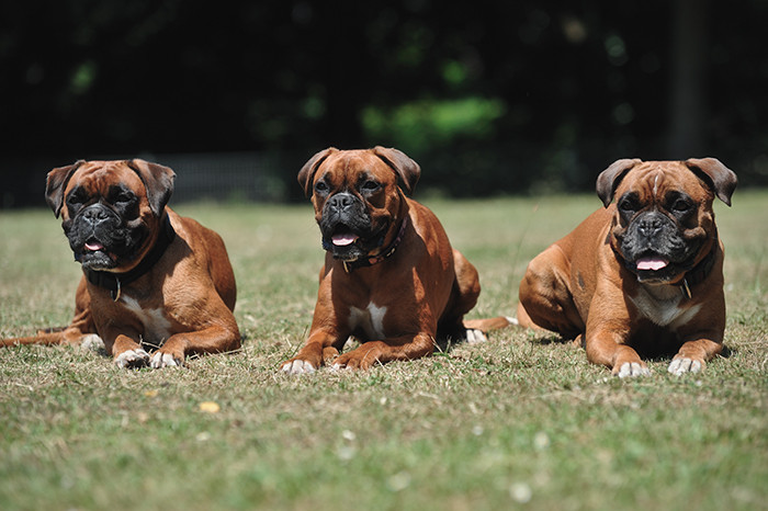 Brisby, Cordis und Djune