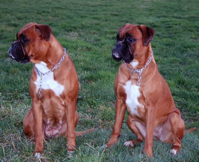 "Was guckst Du ?" Brisby und Nuna