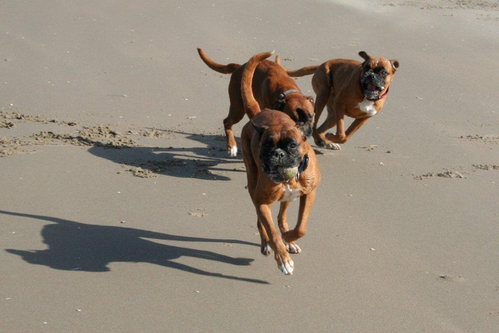 Hollandstrand - das Beste überhaupt!