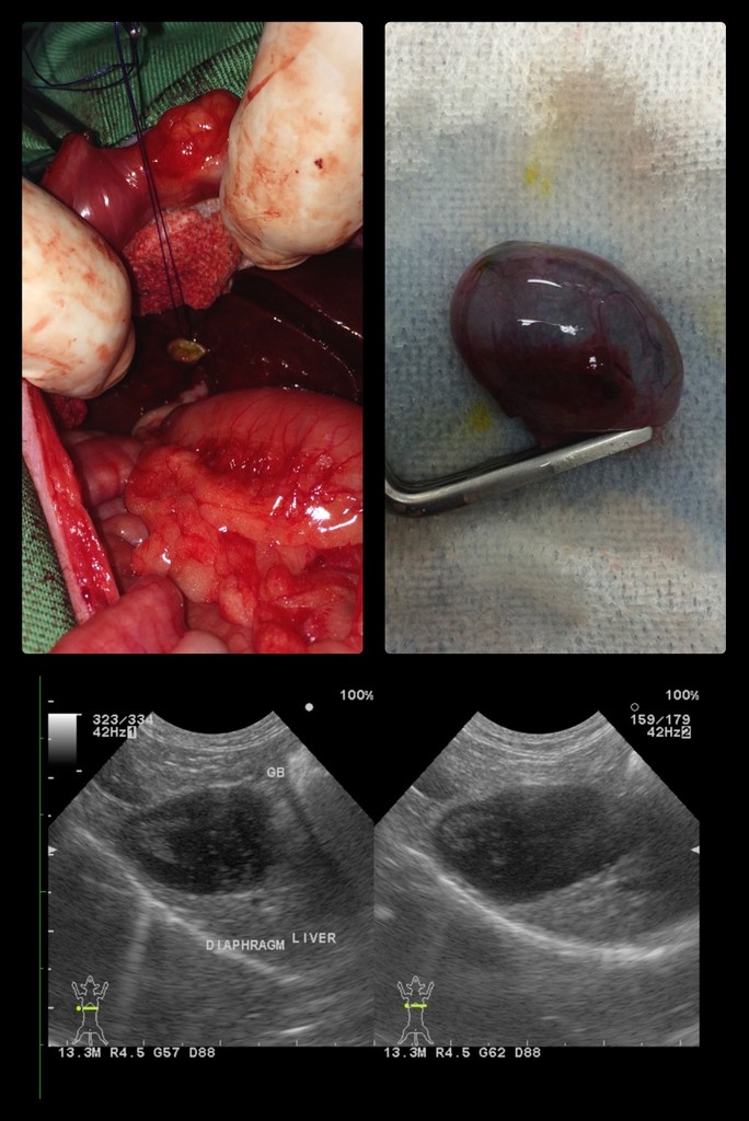 胆嚢の病気 その 大樹アニマルクリニック