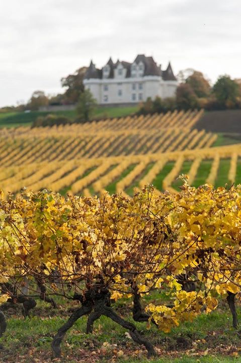 Monbazillac vineyards