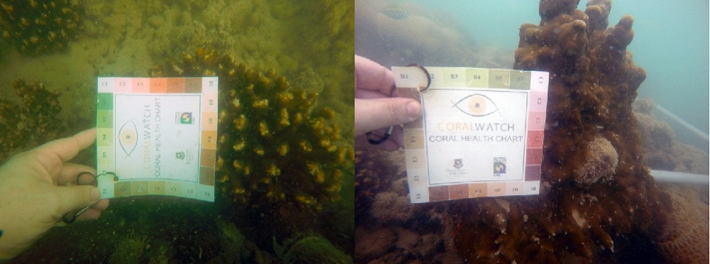 Coral monitoring , Chabahar Bay coasts, Chabahar, Iran
