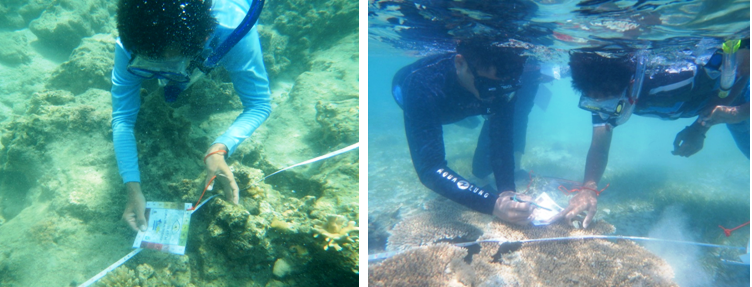 IOI INDONESIA: Checking the condition of coral by using “Coral Health Chart”. The method based on the actual colours of bleached and healthy corals